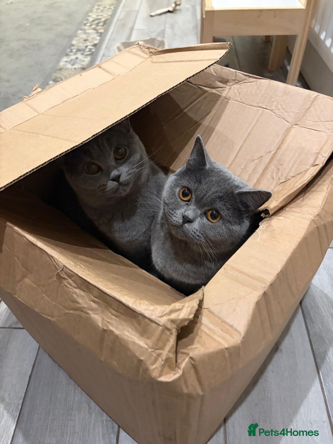 British Shorthair cats for sale: 2 BHS sisters  - Advert 2