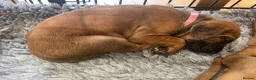 Rhodesian Ridgeback dogs for sale: KC reg/Family pet/Now accepting viewings  - Advert 5
