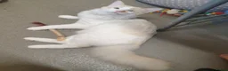Siamese cats for sale: Flame point ragdoll boy - Advert 5