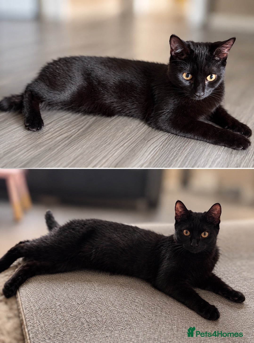 Bombay cats 2 female kittens looking for an forever home   - Advert 1