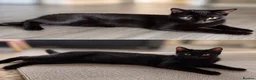 Bombay cats for sale: 2 female kittens looking for an forever home   - Advert 1