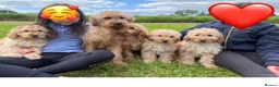 Labradoodle dogs for sale: Stunning miniature multigen labradoodle puppies - Advert 1