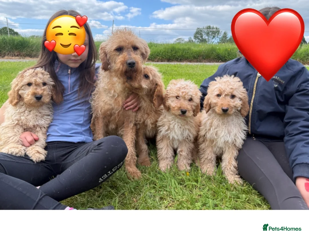 Labradoodle dogs for sale: Stunning miniature multigen labradoodle puppies - Advert 1