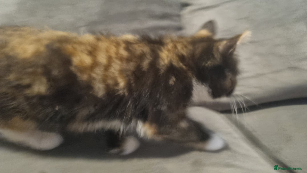 Mixed Breed cats for sale: Kitten - Image 3