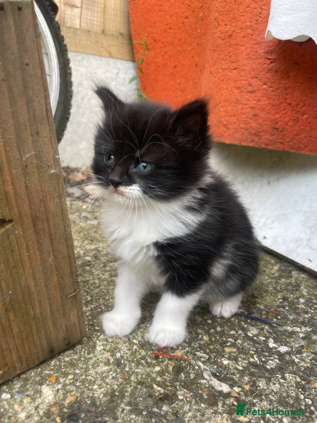 Mixed Breed cats for sale: Kittens for sale  - Image 11