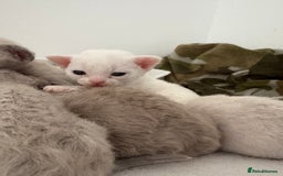 Devon Rex cats for sale: ❤️Devon rex kittens available 😻 - Image 5