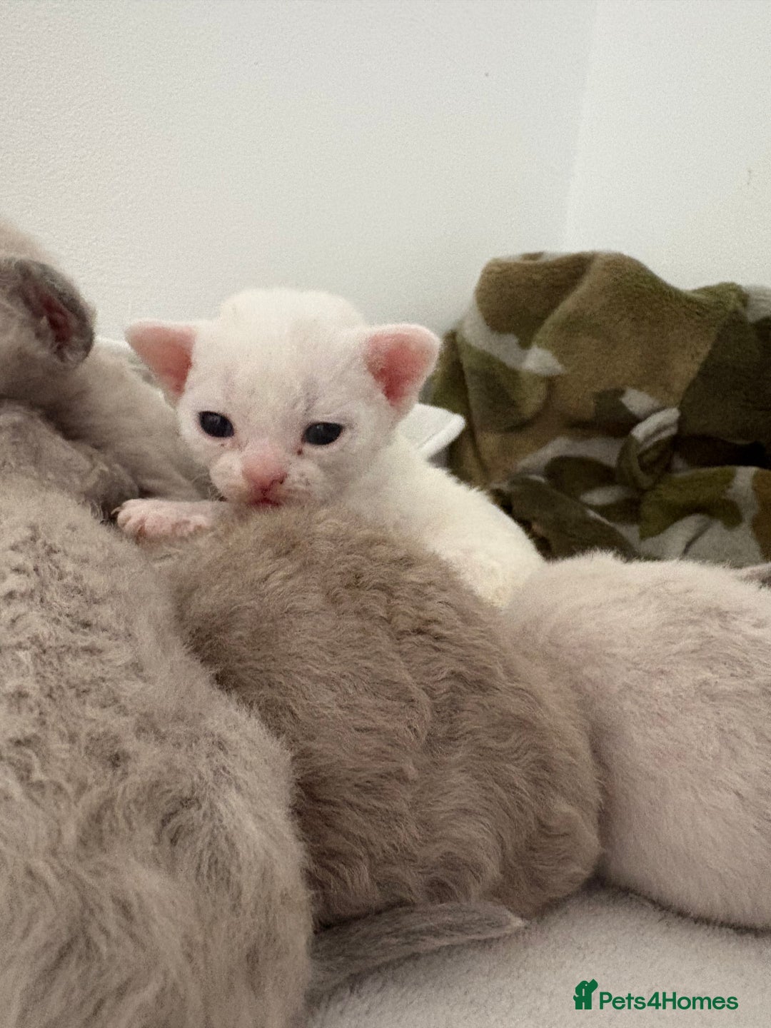 Devon Rex cats for sale: ❤️Devon rex kittens available 😻 - Image 5