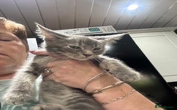 Mixed Breed cats for sale: Mainecoon x kittens  - Image 6
