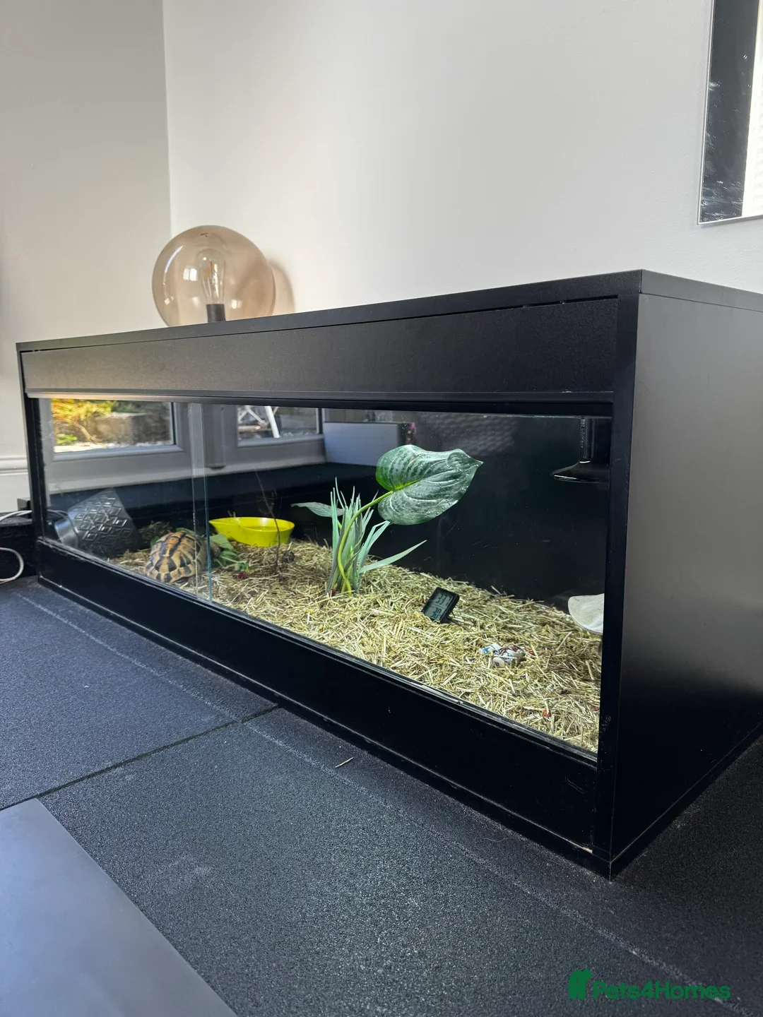 Tortoise reptiles for sale: 🐢 Male Tortoise (5–6yrs) + Full Setup Included 🐢 - Image 4