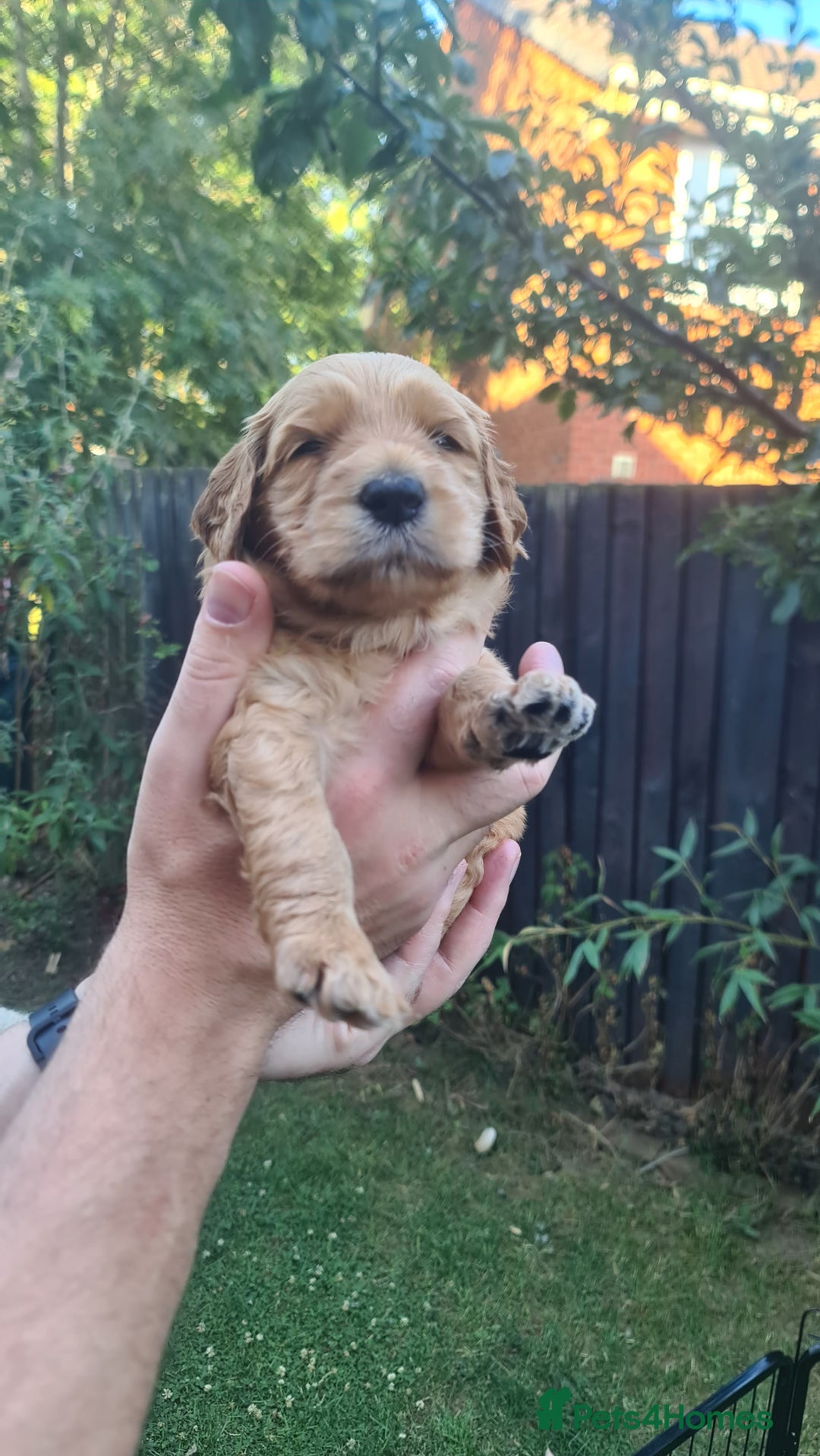 Goldendoodle dogs for sale: 🐾 Adorable Standard Goldendoodle Puppies 🐾 - Image 33