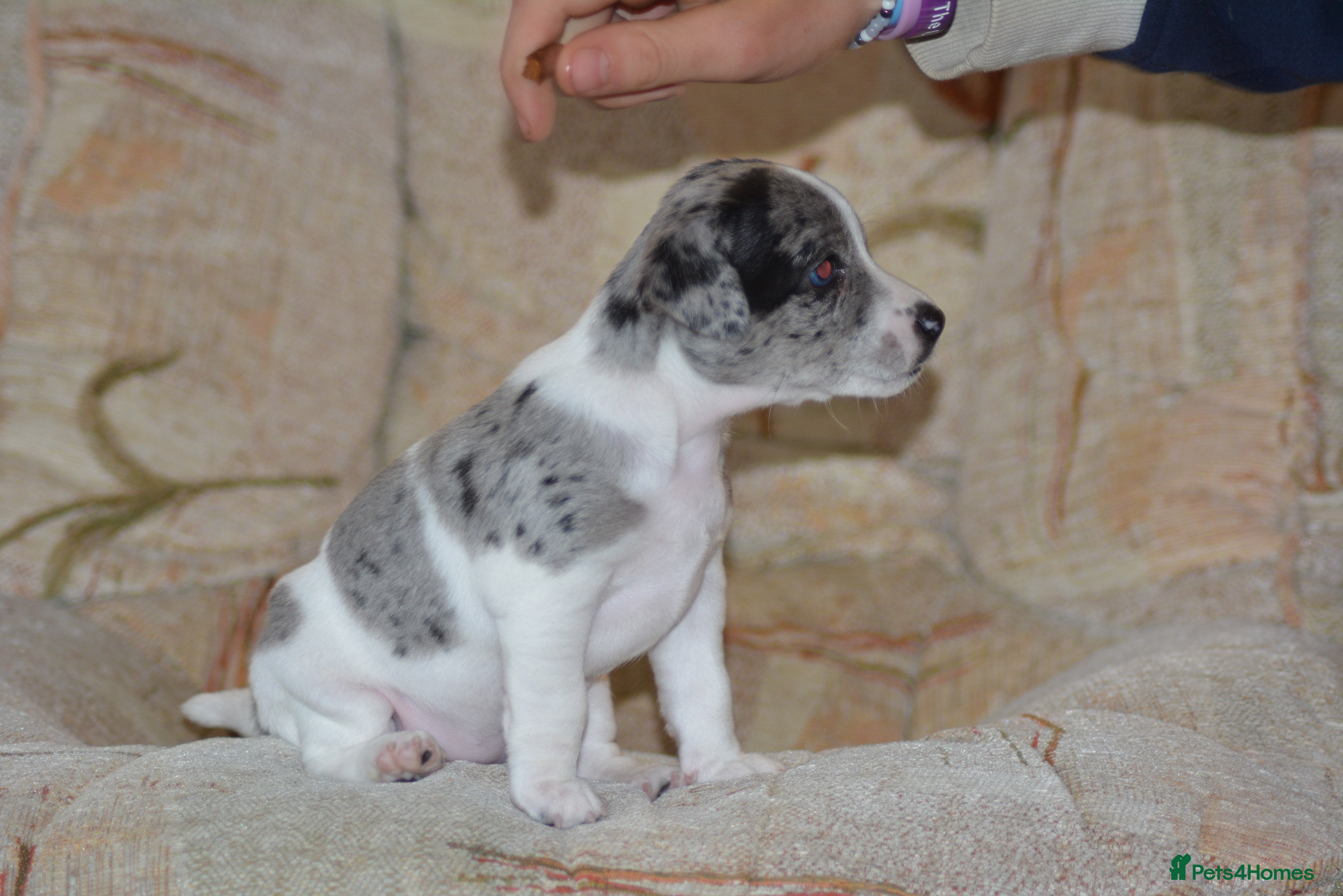 Patterjack dogs Jack Russell x Patterjack puppies - Advert 16
