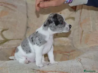 Patterjack dogs Jack Russell x Patterjack puppies - Advert 16