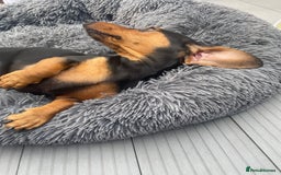 Dachshund dogs for sale: Edi looking 5*home - Image 2