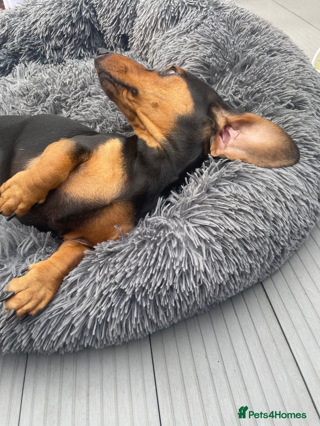 Dachshund dogs for sale: Edi looking 5*home - Image 2