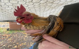 Chickens poultry for sale: Striking male Frizzal Chicken - Image 1
