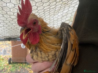 Chickens poultry for sale - Advert 1