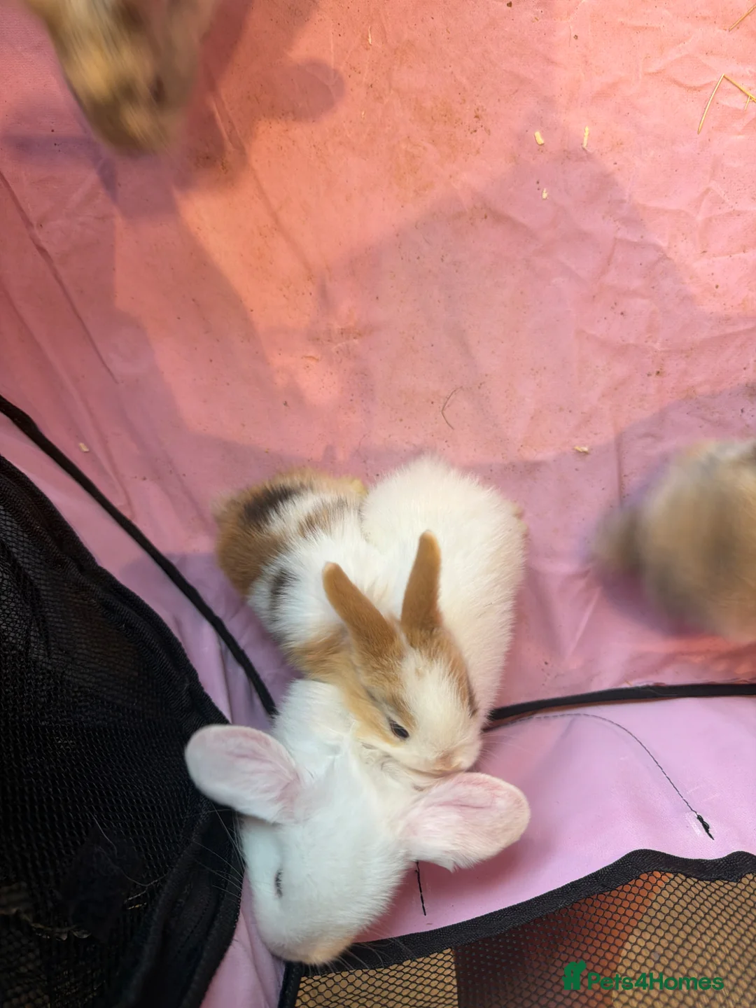 Mini Lop rabbits for sale: Mini lop rabbits  - Advert 2