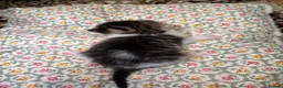 American Shorthair cats for sale: 4 Beautiful American Shorthair Kittens  - Advert 12