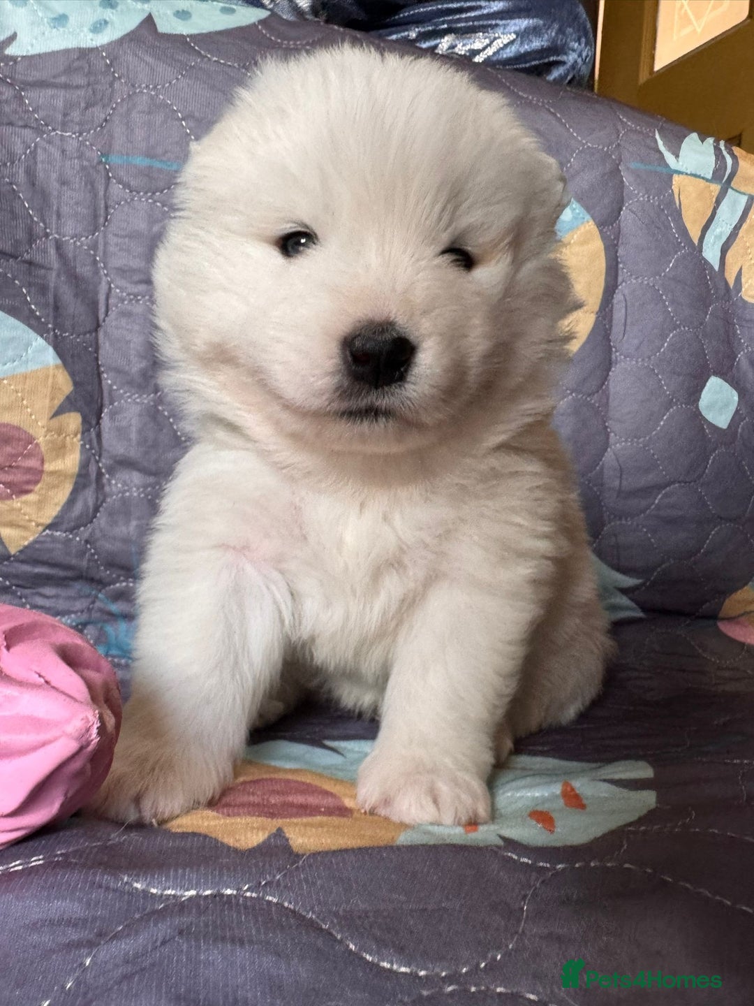 Samoyed dogs for sale: 🌟 Exceptional KC bear-faced Samoyed pups 🌟 - Advert 23