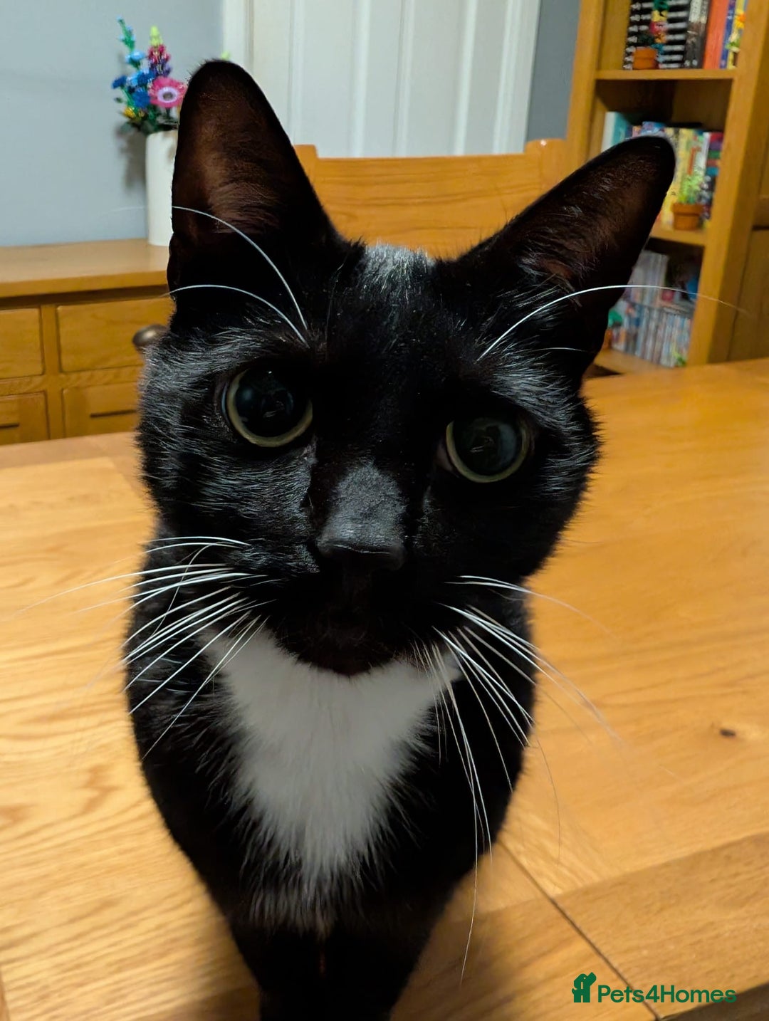 Domestic Shorthair cats for sale: 8 year old black and white male  - Advert 4