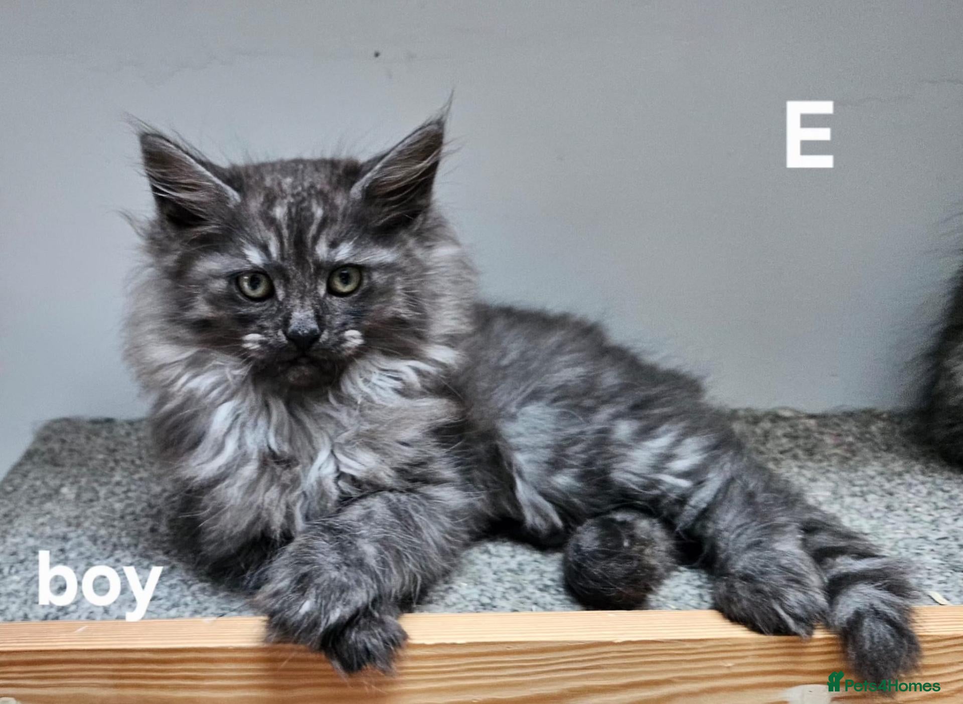Maine Coon cats Large Maine Coon kittens regd European bloodline - Advert 9