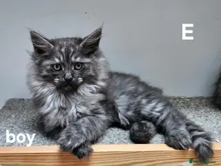 Maine Coon cats Large Maine Coon kittens regd European bloodline - Advert 9
