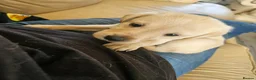 Labrador Retriever dogs for sale: Labrador Puppies  - Advert 9