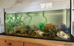 Cichlids fish for sale: Established tank of 4 silver dollar fish - Image 3