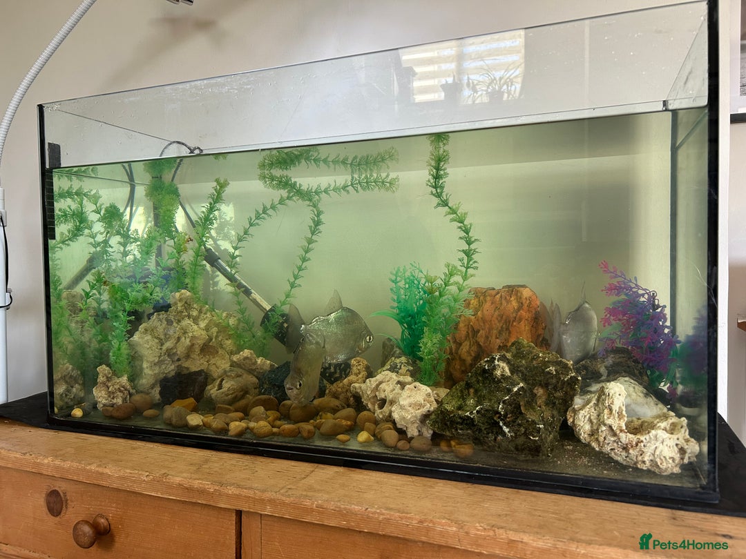 Cichlids fish for sale: Established tank of 4 silver dollar fish - Image 3