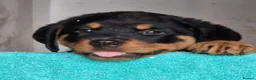 Rottweiler dogs for sale: Chunky Rottweiler pups - Advert 4