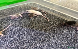 Mouse rodents for sale: Fancy mice  - Image 8