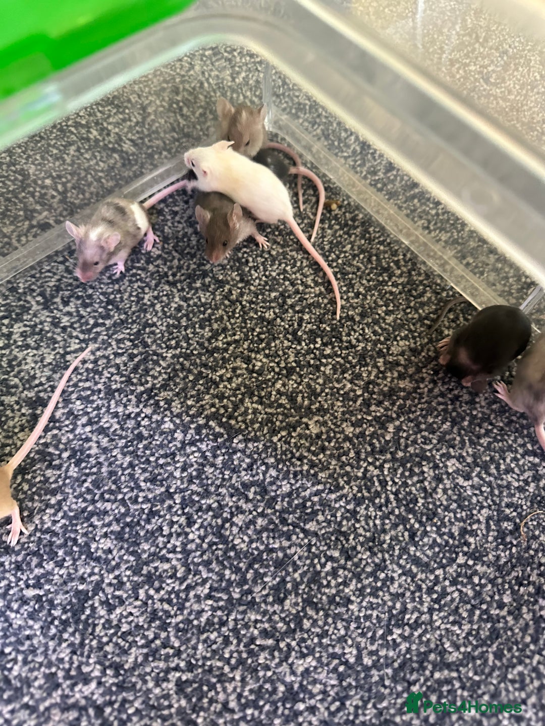 Mouse rodents for sale: Fancy mice  - Image 8