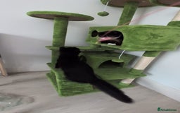 Domestic Shorthair cats for sale: 3 boys, 1 girl kittens  - Image 28