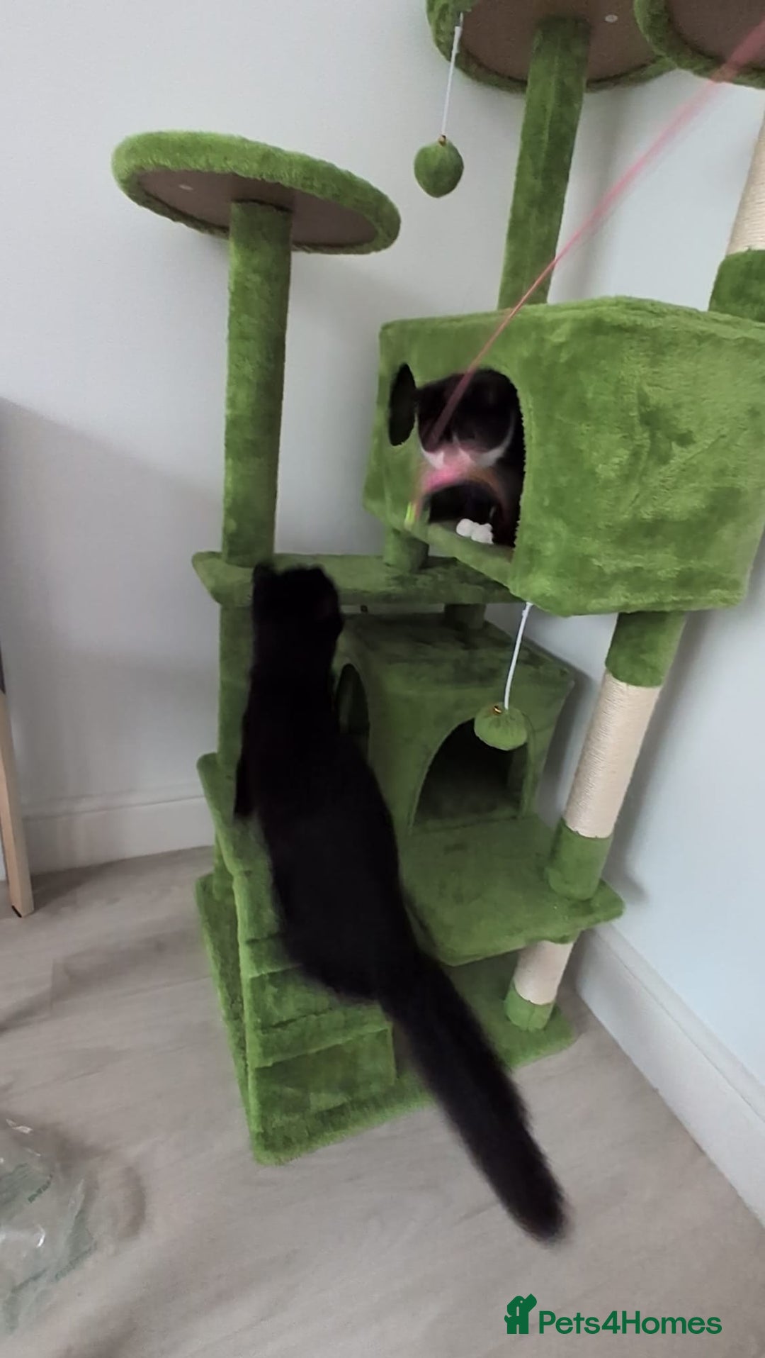 Domestic Shorthair cats for sale: 3 boys, 1 girl kittens  - Image 28