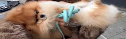 Pomeranian dogs for stud: Exclusive Pomeranian Stud  in Basildon - Advert 9