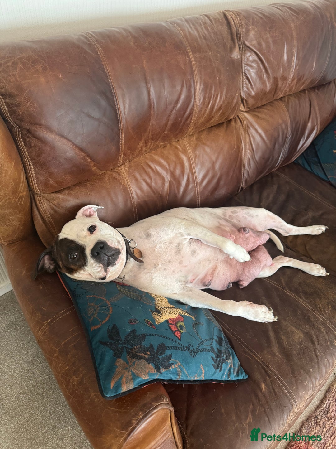 Staffordshire Bull Terrier dogs for sale: Staffordshire bull terrier puppies for sale Sale - Advert 10