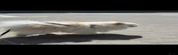 Pomeranian dogs for stud: Pomeranian boy - baby face type.  - Advert 4