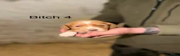 Cockerdor dogs for sale: ⭐ Exceptional Cockerdor Puppies ⭐ - Advert 24