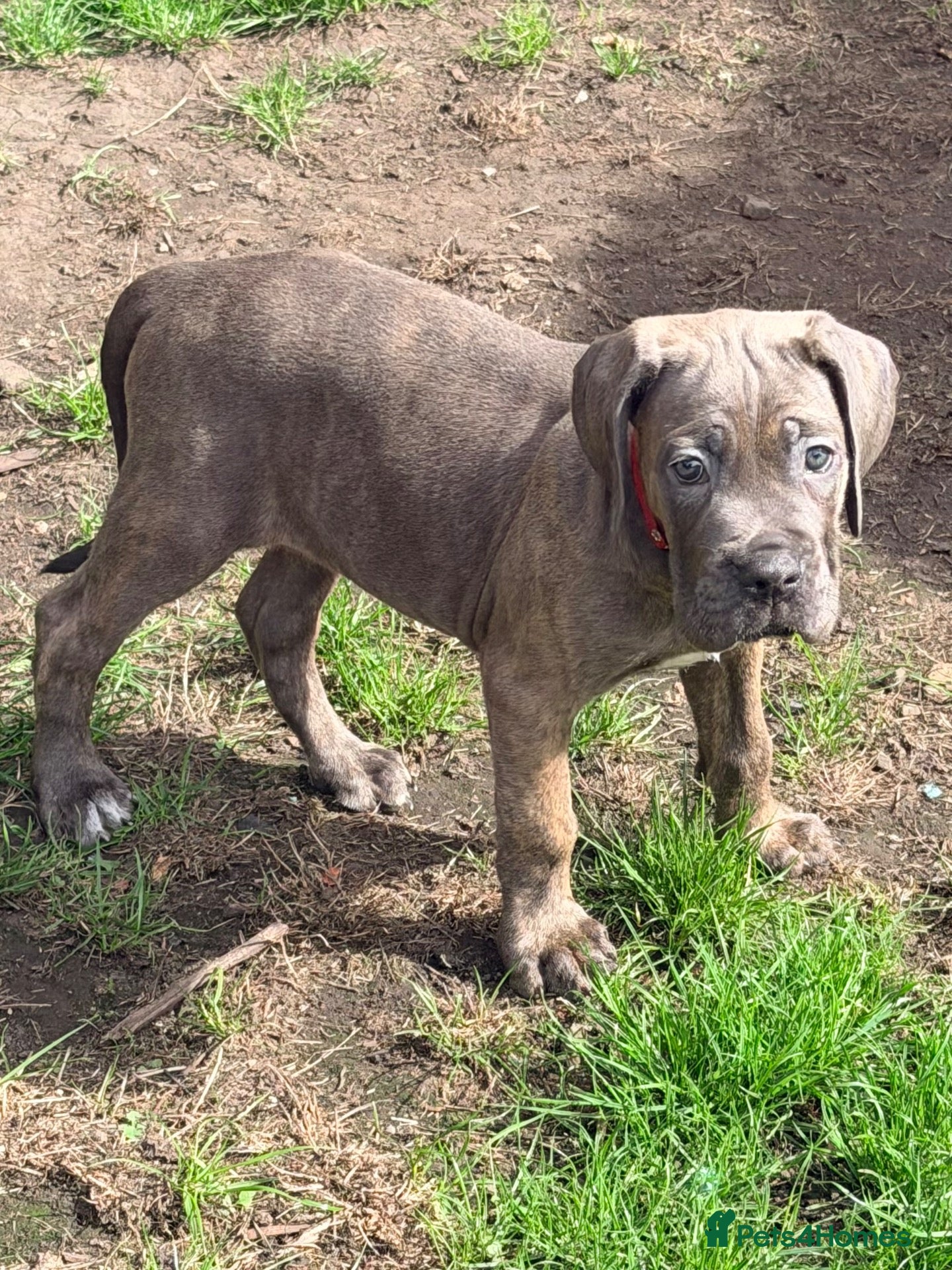 Cane Corso dogs PICK OF THE LITTER READY NOW- Lockdown Kennels UK - Advert 1