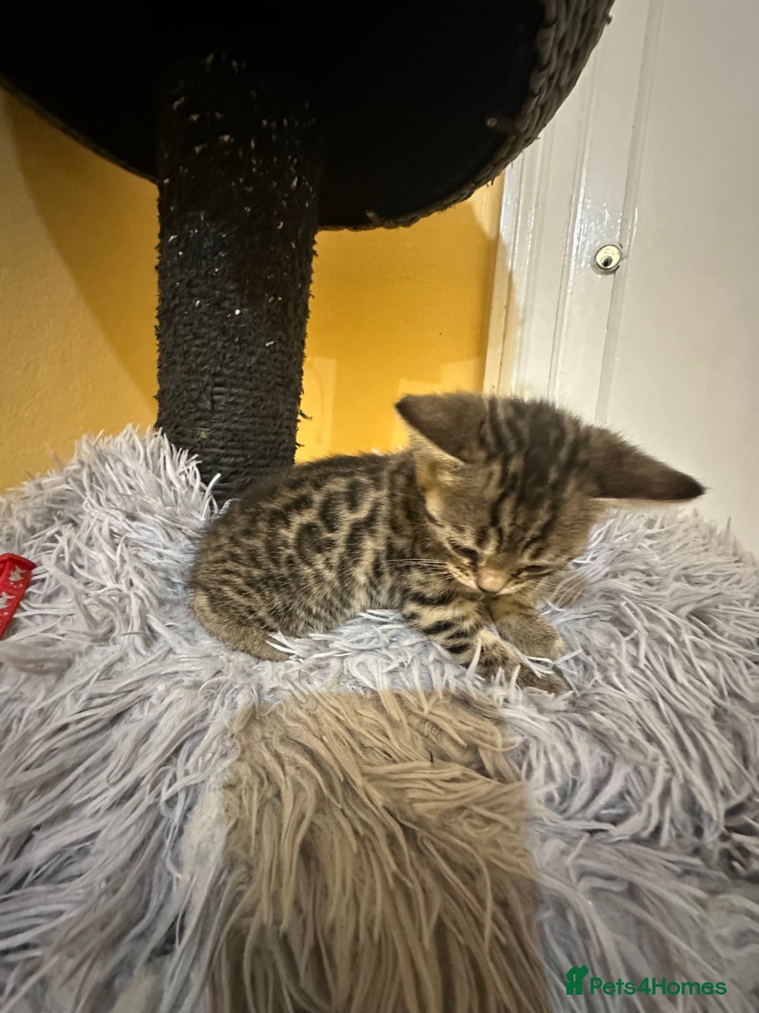 Bengal cats for sale: Stunning GCCF Registered Bengal Kittens  - Advert 4