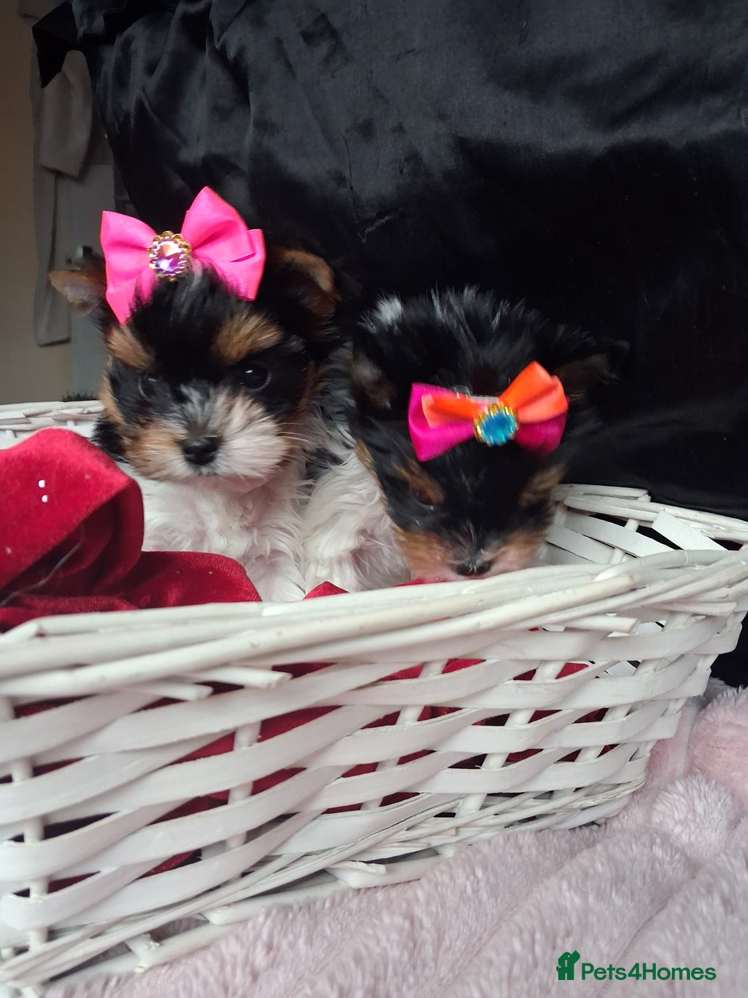 Biewer Terrier dogs for sale: Beautiful 2 mini girls - Advert 21