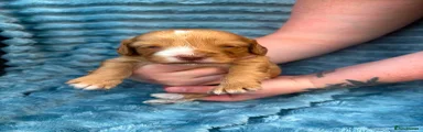 Cockapoo 5