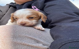 Cocker Spaniel dogs for sale: Cocker Spaniel Puppies ready 22nd October  - Image 11