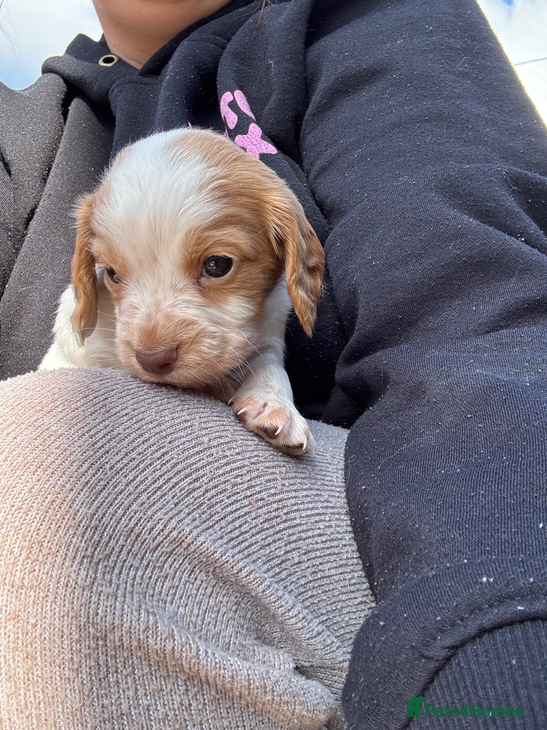Cocker Spaniel dogs for sale: Cocker Spaniel Puppies ready 22nd October  - Image 11