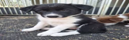 Border Collie dogs for sale: Beautiful fluffy Collie Pups for Sale - Advert 36
