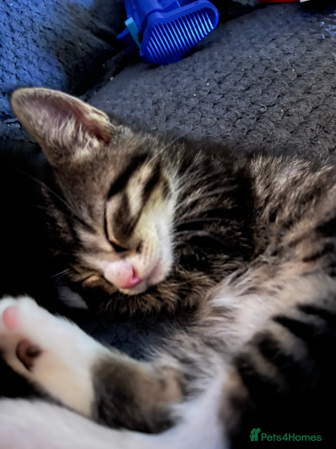 British Shorthair cats for sale: Beautiful boys looking for homes - Advert 12