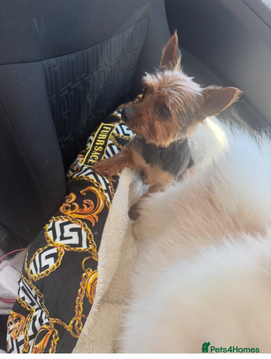 Yorkshire Terrier dogs for sale: Yorkshire terrier - Image 4