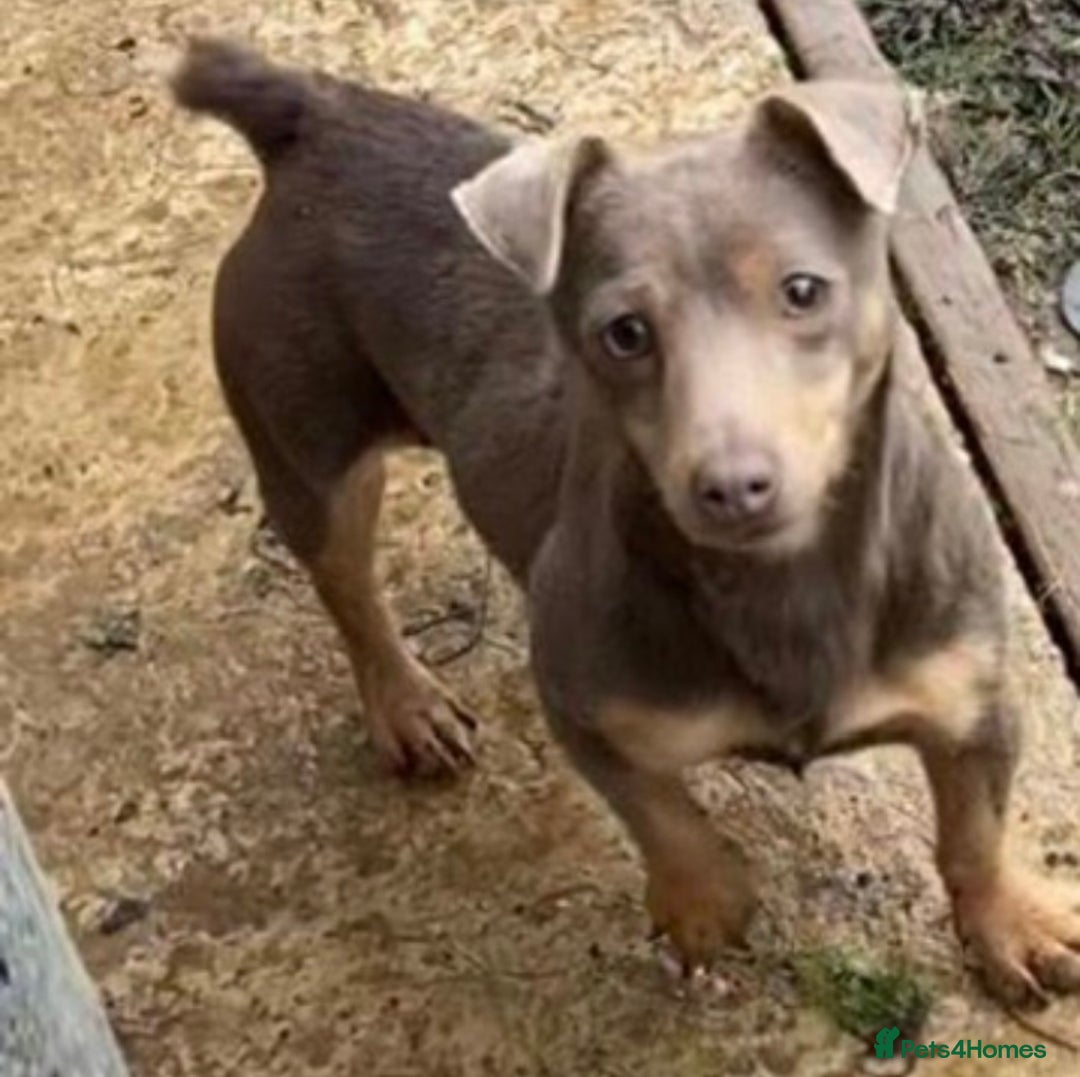 Jack Russell dogs for sale: Much wenlock jack russell pups  - Advert 1