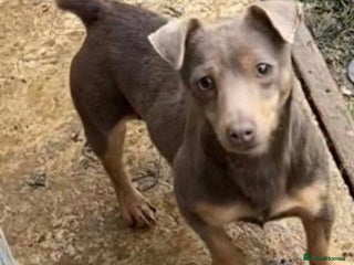 Jack Russell dogs Much wenlock jack russell pups - Advert 1