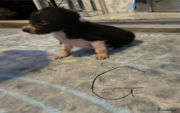 Border Collie dogs for sale: Border collie puppies - Image 14